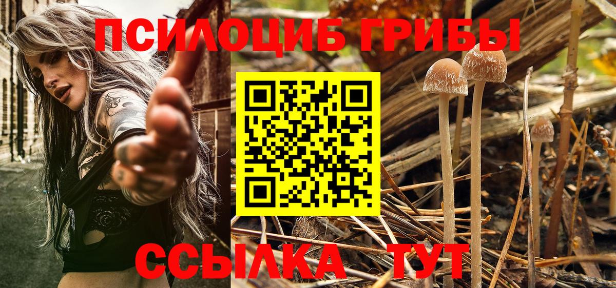 Галлюциногенные грибы мицелий Осинники